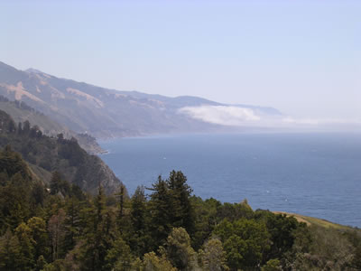 Forest on the Shore